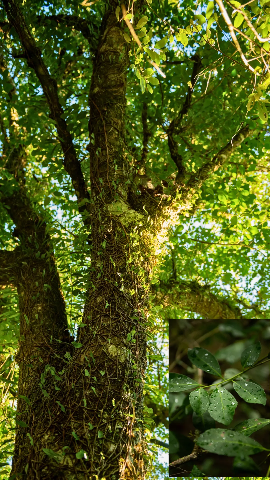 Experiencia Yerba Mate - Imagen 3