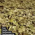 Experiencia Yerba Mate - Imagen 7