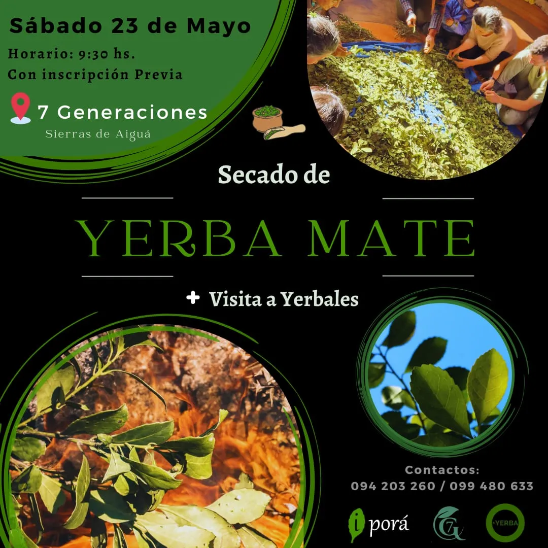 Experiencia Yerba Mate